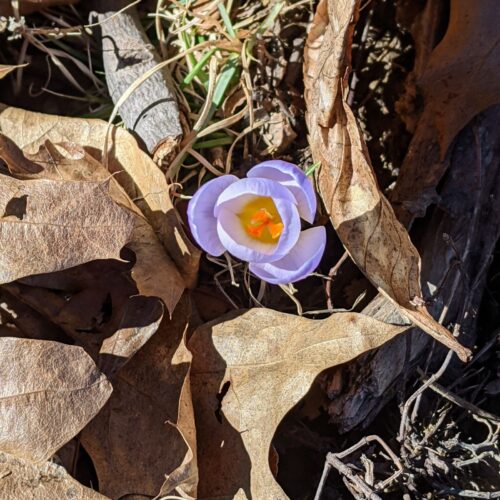 spring crocus